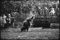 Painted Pony