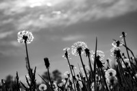 Black and White