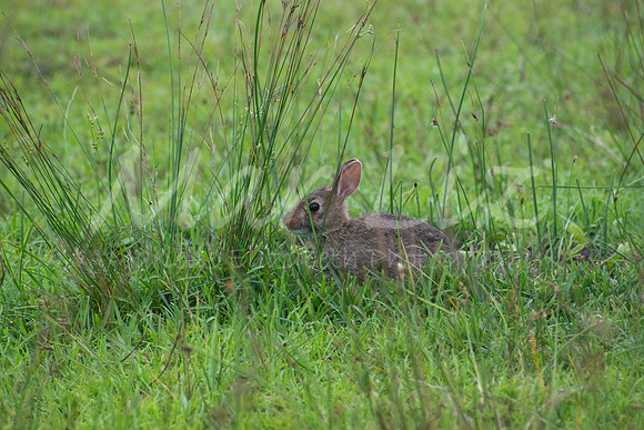 DSC_0666