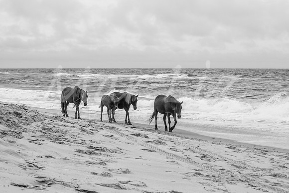DSC_0674-2